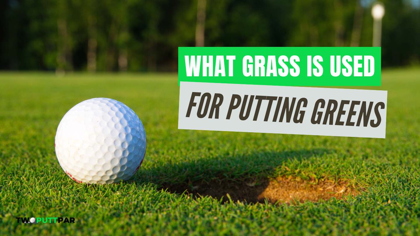 What Grass Is Used For Putting Greens